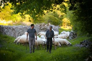 Bergers et leurs moutons