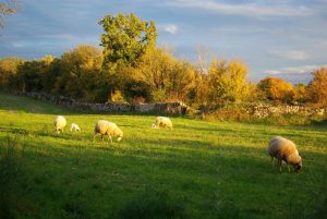 Mouton dans la prairie